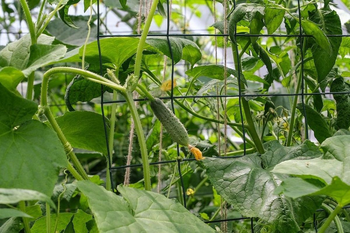 Огурцы будут почти до морозов: 3 подкормки, которые это гарантируют