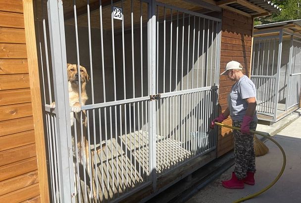 В Сочи в приюте для бездомных животных появится «кошкин дом» и загон для скота 
