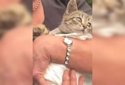 Спасатели включили на телефоне запись голоса мамы-кошки, чтобы спасти котенка из ливневки на Кубани