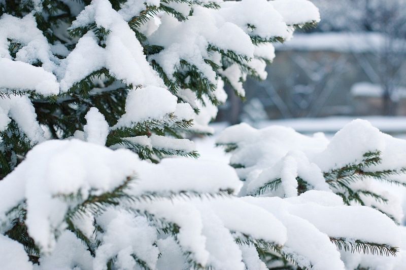 В горах Сочи ожидается сильное налипание мокрого снега