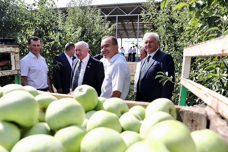 Губернатор Кубани Вениамин Кондратьев посетил фермерское хозяйство в Красноармейском районе