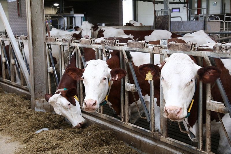 На Кубани при участии «Иннопрактики» реализуют программу геномной селекции крупного рогатого скота