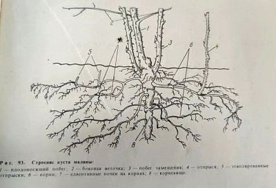 Сделал санитарную обрезку ремонтантной малины в августе — и осенний урожай некуда девать