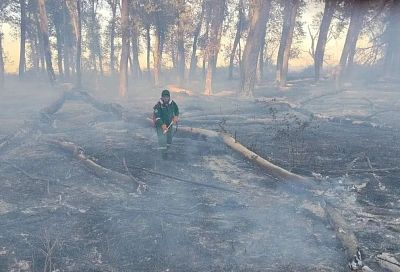 Лесной пожар на площади 0,1 га произошел в Красноармейском районе