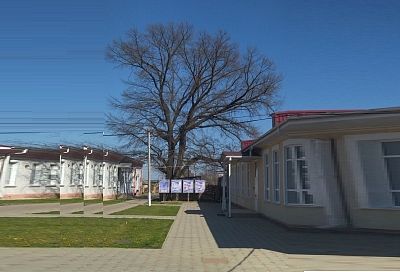 В каких городах и районах Краснодарского края растут самые древние деревья?