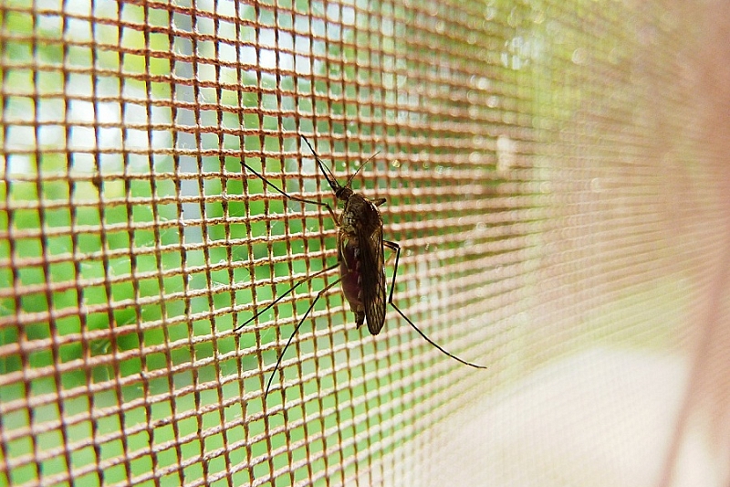 Как избавиться от комаров, если нет фумигатора