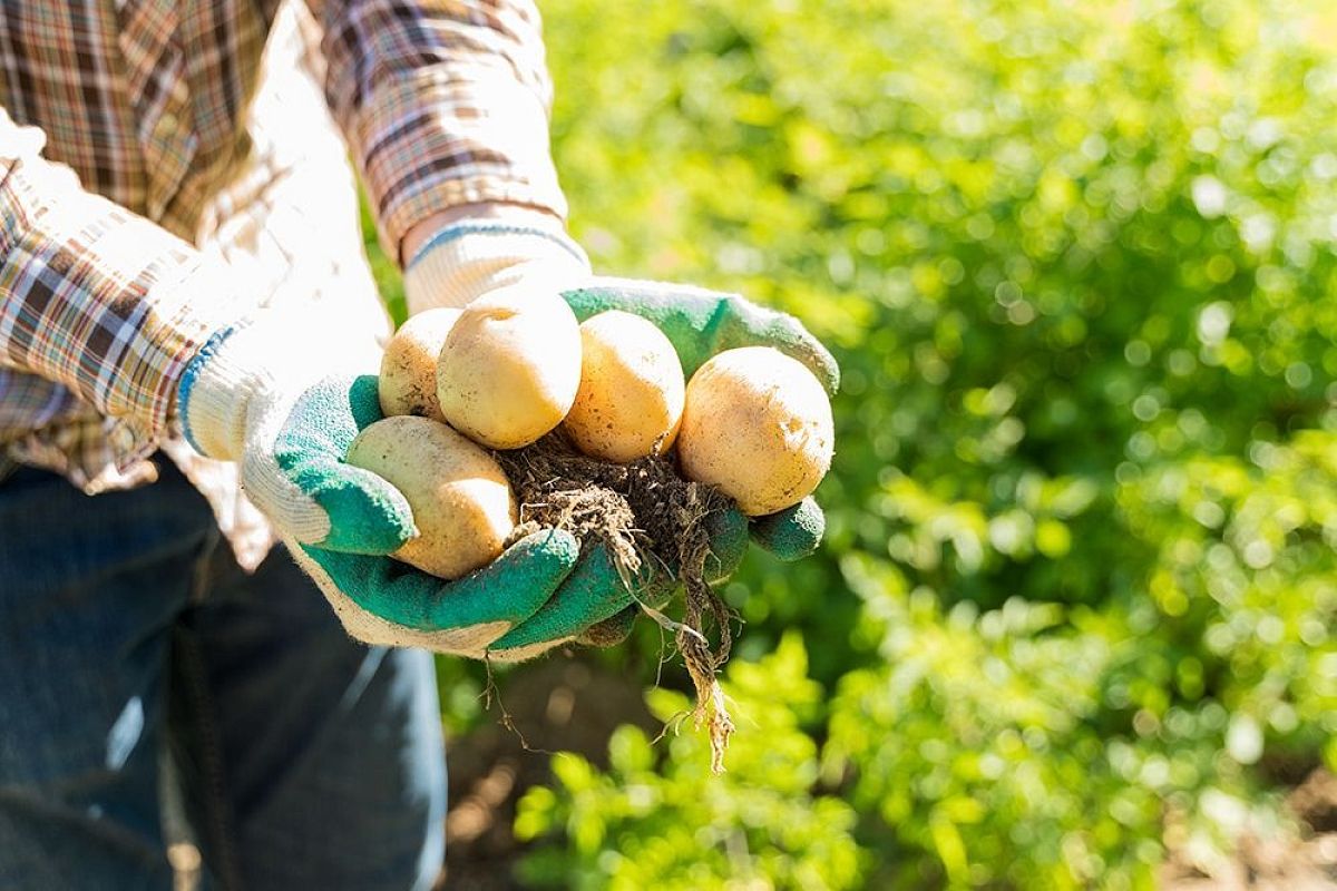 Ломаем стебли — собираем здоровые клубни: как ускорить созревание картошки