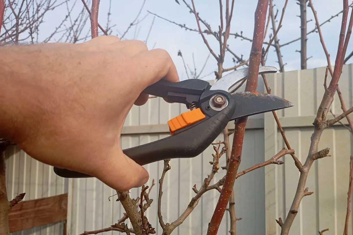 Омоложение груши: как сохранить старое дерево и еще много лет получать богатый урожай