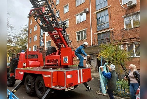 Майкопские спасатели сняли кошку с высокого дерева при помощи пожарной автолестницы