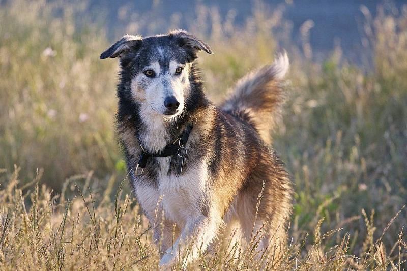 В Сочи пройдет юбилейная выставка беспородных собак «Кубок Барбоса»