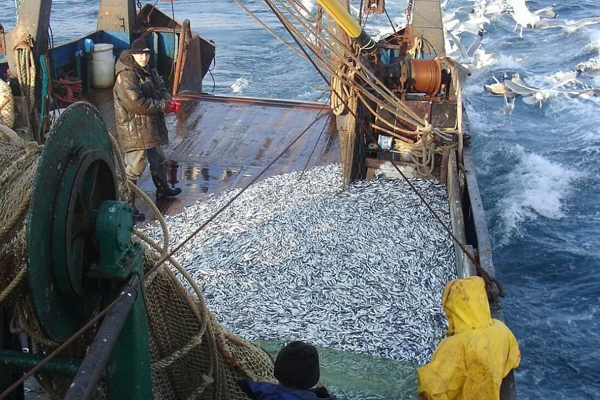 Правительство РФ направит на поддержку рыболовства в Черном и Азовском морях 241 миллион рублей