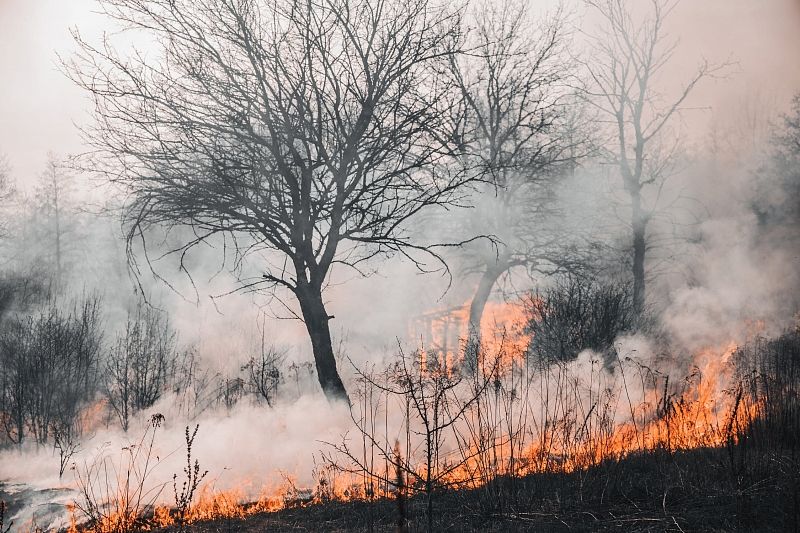 На борьбу с лесными пожарами в России выделят 14 млрд рублей