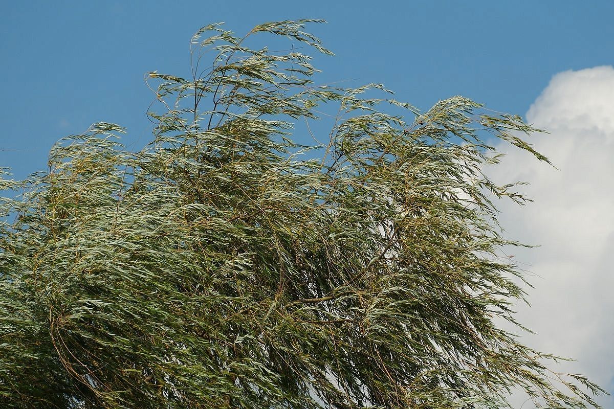 Сильный ветер будет дуть на Кубани: ожидаются порывы до 20 метров в секунду