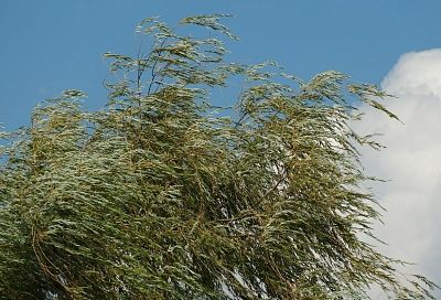 Сильный ветер будет дуть на Кубани: ожидаются порывы до 20 метров в секунду