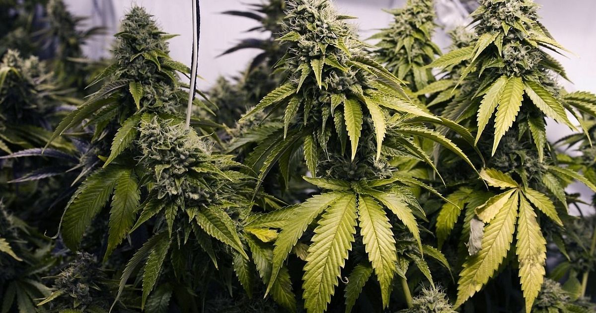 Как вырастить коноплю на огороде терапевтический эффект марихуаны