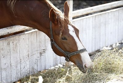 Лошадиная сила: в Краснодарском крае стимулируют подъем отрасли коневодства 