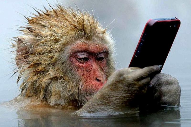 Видео с листающей Instagram обезьяной стало хитом