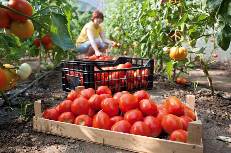 Краснодарский край стал лидером в России по производству тепличных овощей