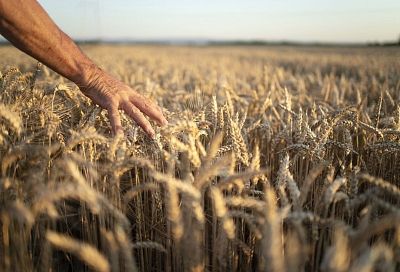 Кубань направит 97,2 млн рублей аграриям, пострадавшим от подтоплений