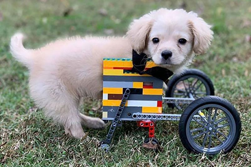 Двуногого щенка выручила инвалидная коляска из Лего