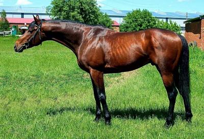 Самый дорогой конь в Краснодарском крае продается за 650 тысяч рублей