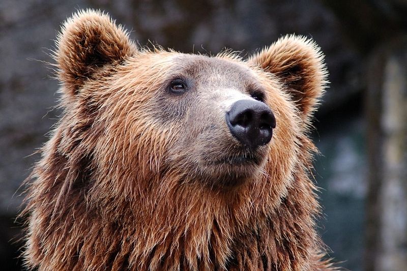 В Сочи застрелили медведей, растерзавших 11-летнего ребенка