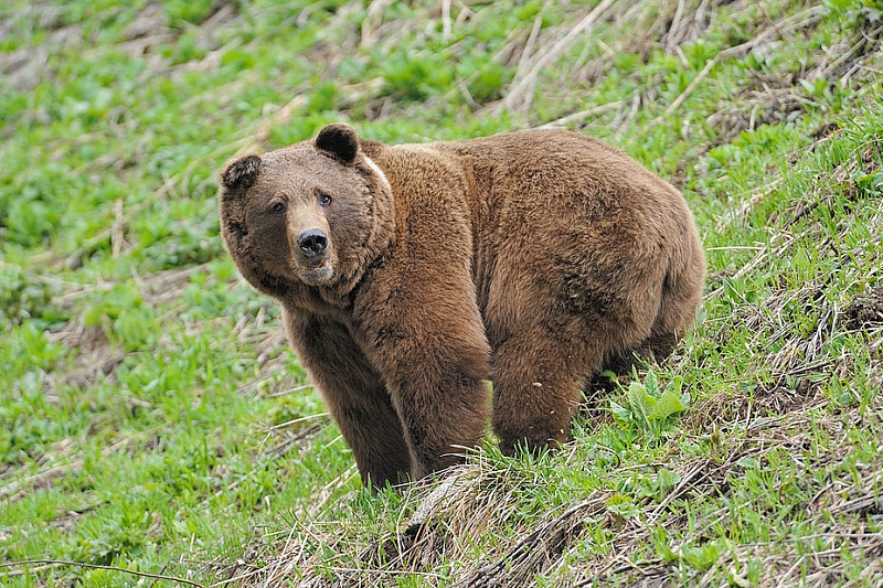 В Сочи медведи атакуют садовые участки местных жителей