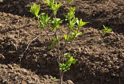 Как выбрать саженец, который успешно приживется в саду, а не увянет. Разберемся в нюансах покупки, чтобы избежать разочарования
