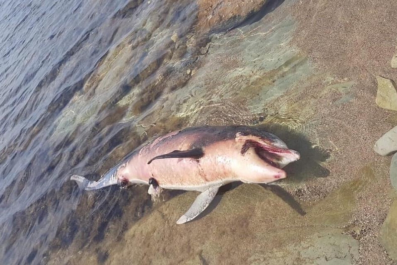 В Геленджике продолжают гибнуть дельфины