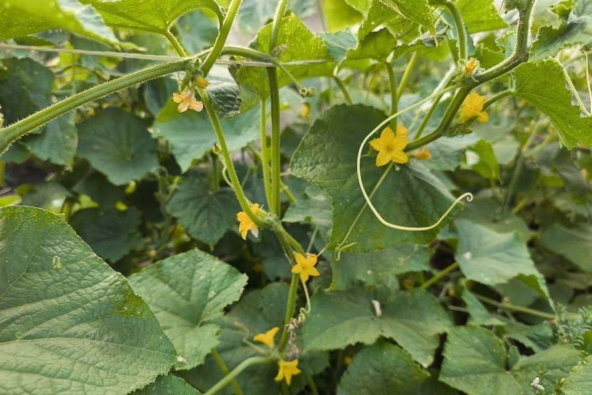 5 причин, по которым на огурцах нет плодов: пчелы, азот и другие виновники 