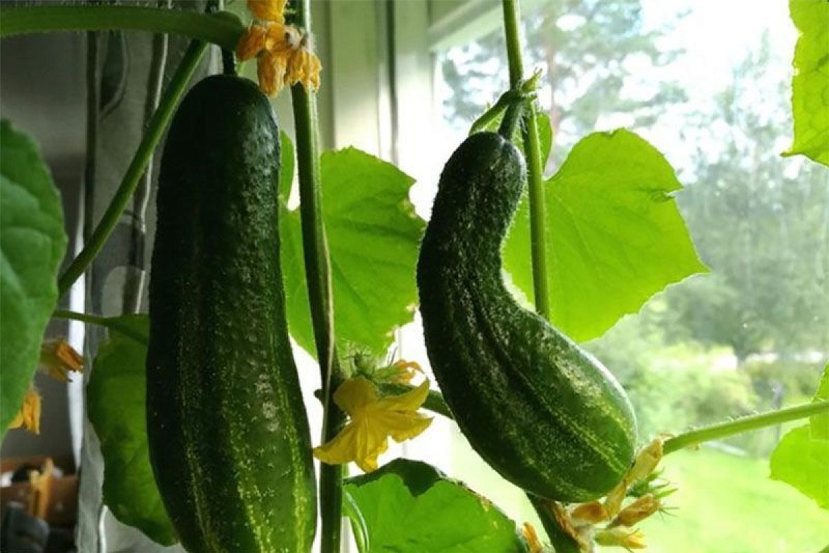 Сажаю эти огурцы на подоконнике - и хрустящий урожай всю зиму: проверенные сорта