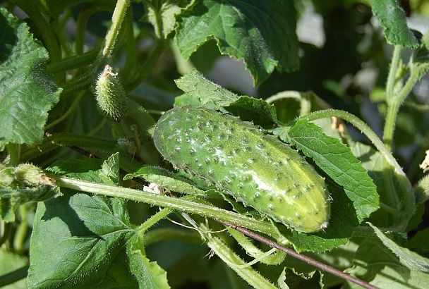 Горькие огурцы спасаю за 3 шага по схеме Кизимы — актуально на 2025 год