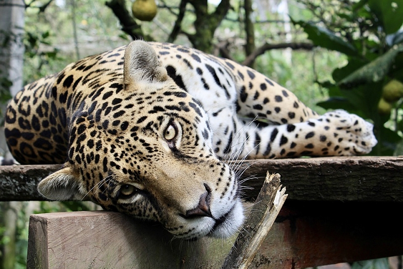 В Новороссийске оштрафовали владельца леопарда