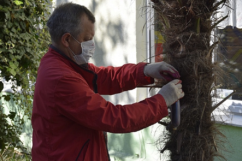 Мотылек и долгоносик: в Сочи стартовал эксперимент по спасению пальм от вредителей