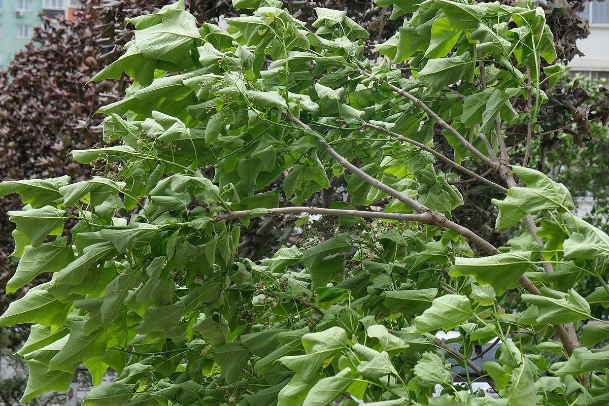 Сильный порывистый ветер внезапно обрушится на Краснодарский край