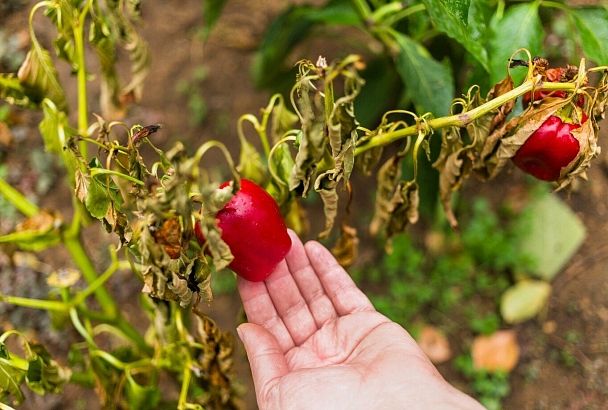 Как получить обильный урожай перца: секреты правильной формировки растений