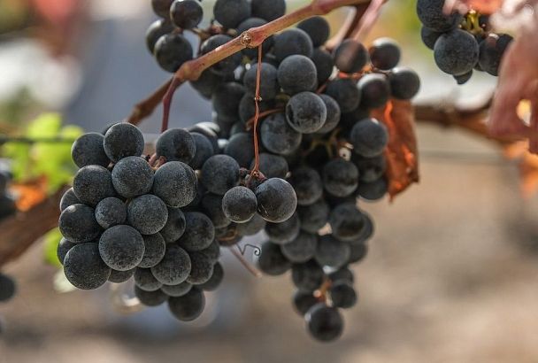 Мое сердце за «мерло»: какой виноград посадить, чтобы делать вкусное домашнее вино