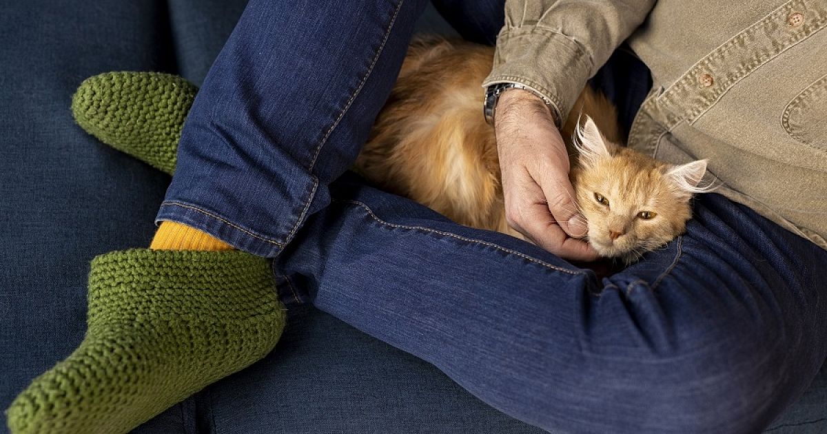 Пять причин, по которым коты любят спать в ногах у хозяина. 2 июня 2023 г.  Кубанские новости
