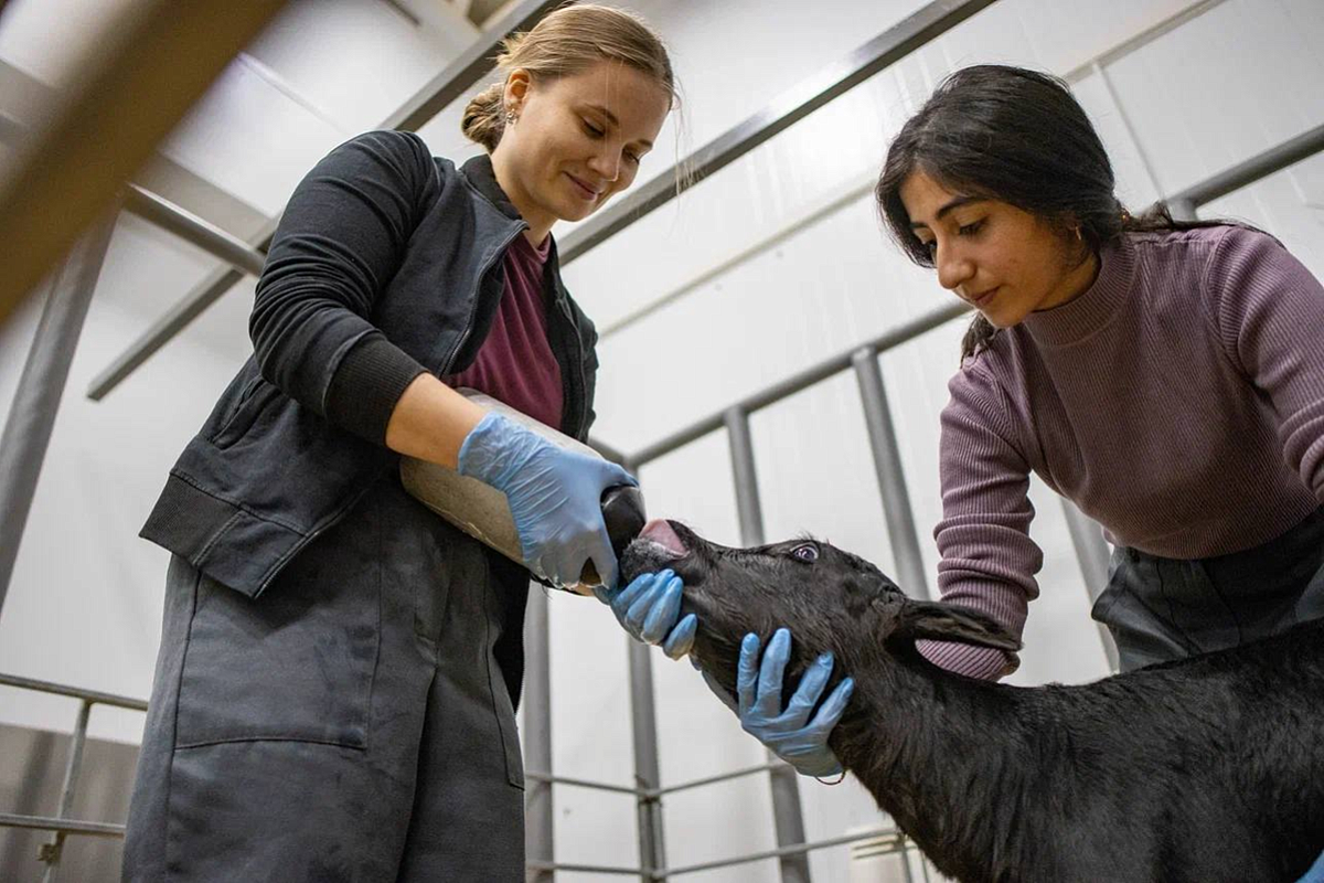 Еще два клонированных теленка родились на предприятии в Краснодарском крае