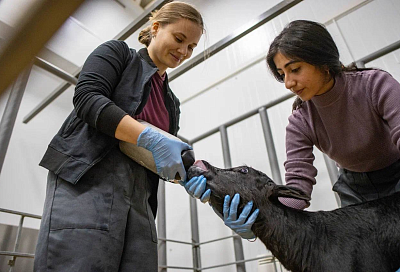Еще два клонированных теленка родились на предприятии в Краснодарском крае
