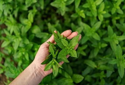 Варенье из мяты варю каждый год, ведь оно не только очень вкусное, но и полезное, теперь и моя соседка мяту с огорода не сушит, а варит