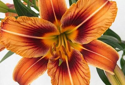 Как выбрать лилейники для сада: советы по выбору сорта и вида