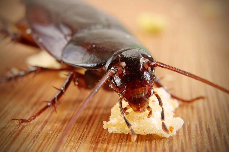 Ученый объяснил, почему от тараканов невозможно избавиться