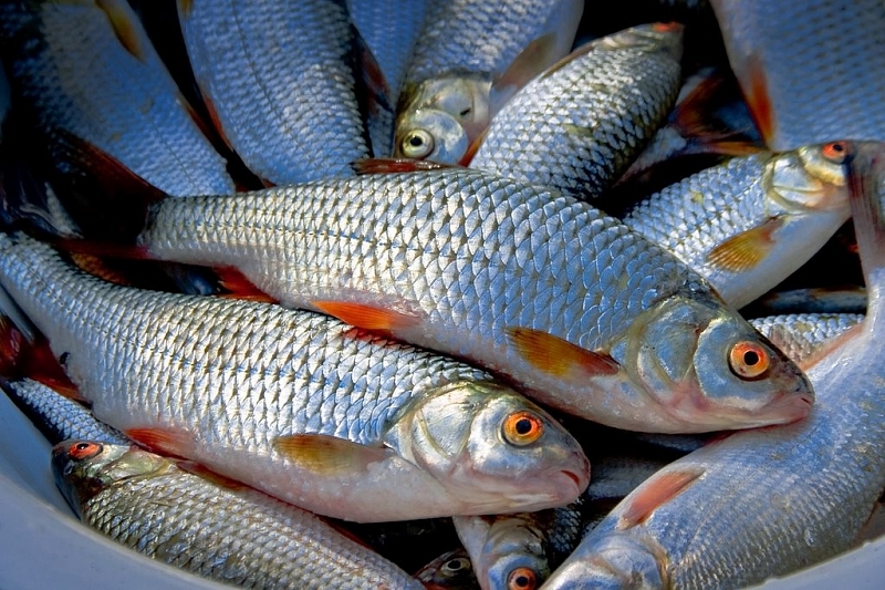В Краснодарском крае задержан браконьер за рыбалку на 170 тыс. рублей. Возбуждено уголовное дело