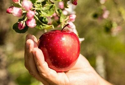 По народной примете яблоне нужно столько воды – сколько ей лет, а специалисты предлагают поливать тремя способами