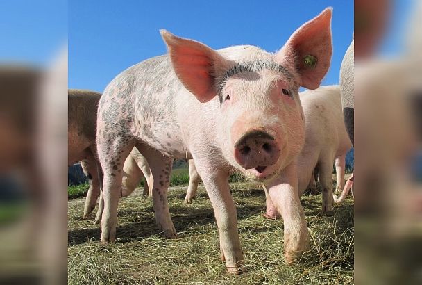 Департамент ветеринарии Краснодарского края прокомментировал ситуацию с африканской чумой свиней