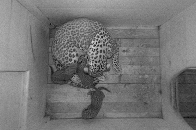 Периодически леопарды перемещают потомство в новые укрытия.
