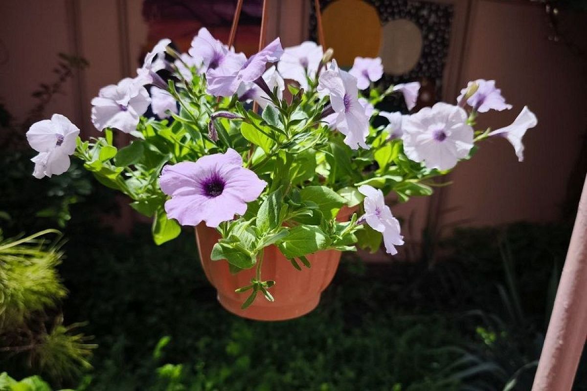 Топ-3 совета, как продлить цветение однолетних цветов до заморозков