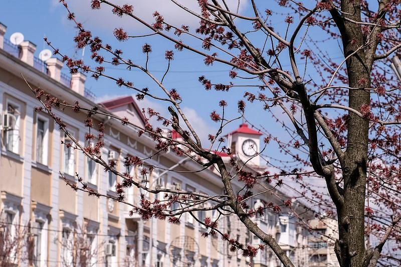 Все цветет и все благоухает: в конце марта в Краснодар пришла весна