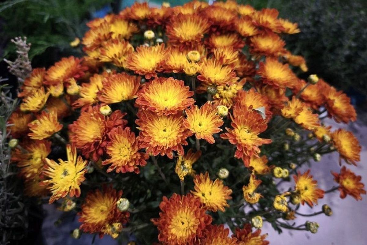 Полив, фосфор и медный купорос: если плохо цветет хризантема, значит, ей не хватает чего-то из этого 